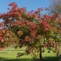 Chêne des marais - Quercus palustris