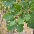 Chêne pédonculé - Quercus robur