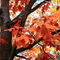 Chêne rouge - Quercus rubra