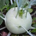 Kohlrabi
