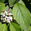 Cornus alba - Tatarischer Hartriegel