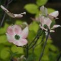 Cornus florida - Amerikanischer Blumen-Hartriegel