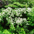 Cornus kousa - Japanischer Blumen-Hartriegel