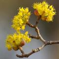 Cornus mas und officinalis - Kornelkirsche