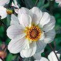Einfachblühende Dahlien