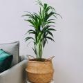 Goldfruchtpalme - Dypsis