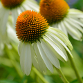 Weiße Echinacea - Weiße Sonnenhüte
