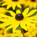 Gelbe Echinacea - Gelbe Sonnenhüte