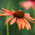 Orange Echinacea - Orange Sonnenhüte