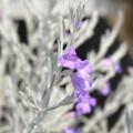 Eremophila - Emustrauch