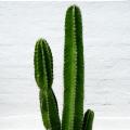 Wolfsmilch kaktus - Euphorbia kaktus