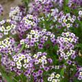 Samen für duftende Blumen