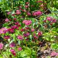 Astrantia major - Große Sterndolden