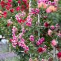 Grosse Rosen für blühende Hecken und große Blumenbeete