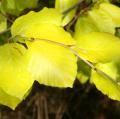 Gold-Buchen