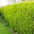 Klassische immergrüne Hecke