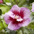 Garten-Hibiscus