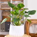 Homalomena