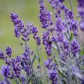 Echter Lavendel - Lavandula angustifolia