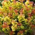 Leucothoe - Traubenheide