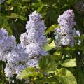 Flieder mit goldenem und panaschiertem Laub