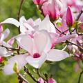 Tulpen-Magnolie - Magnolia soulangeana