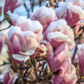 Winterblühende Magnolien