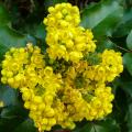 Duftende Mahonien