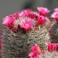 Mammillaria - Warzenkaktus