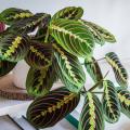 Maranta - Pfeilwurz