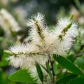 Melaleuca - Myrtenheiden