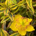 Johanniskraut mit buntem Laub - Hypericum