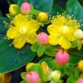 Johanniskräuter mit dekorativen Früchten - Hypericum