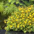 ZwergJohanniskraut - Hypericum