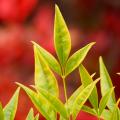 Gold-himmelsbambus - Nandina domestica