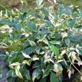 Himmelsbambus mit dekorativem Laub - Nandina domestica