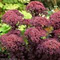 Herbst große Fetthennen - Sedum
