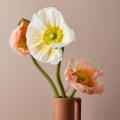 Papaver nudicaule- Isländischer Mohn