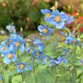 Blaue Schlaf-Mohn