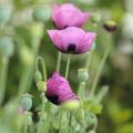 Rosa und violette Mohn