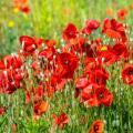 Rote Mohn