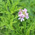 Botanische Perargonien und Sammlergeranien