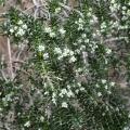 Phylica