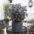 Zwergblasenspieren für Töpfe - Zwergphysocarpus