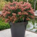 Lavendelheide für Töpfe - Pieris