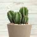 Pilosocereus - Säulenkaktus