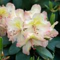 Pinkish Lemon - Trendfarbe Garten 2025