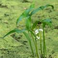 Wasserpflanzen unter 20 bis 50 cm Wassertiefe