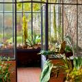 Pflanzen für der Veranda