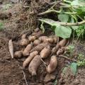 Yacon - Smallanthus sonchifolius